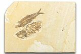 Limestone with Two Fossil Fish (Knightia) - Wyoming #346953-1